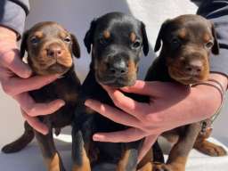 Doberman prelepi &scaron;tenci