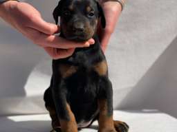 Doberman prelepi &scaron;tenci