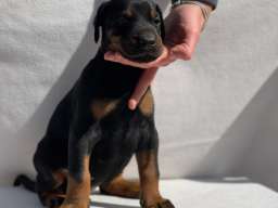 Doberman prelepi &scaron;tenci