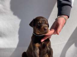 Doberman prelepi &scaron;tenci