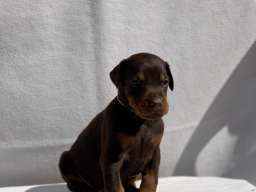 Doberman prelepi &scaron;tenci