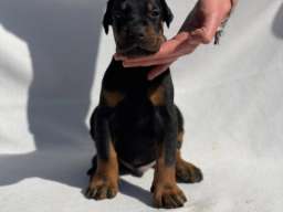 Doberman prelepi &scaron;tenci