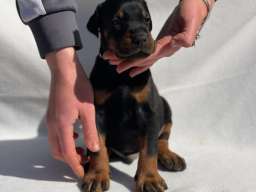 Doberman prelepi &scaron;tenci