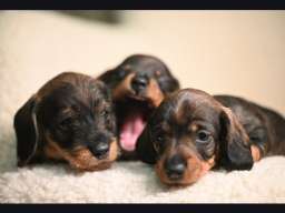 Na prodaju &scaron;tenci rase o&scaron;trodlaki jazavičar - kuničar 