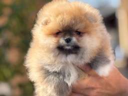 Pomeranac stenci 