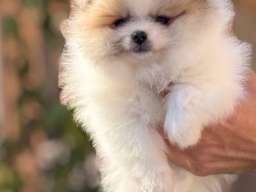 Pomeranac stenci 