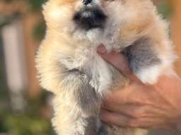 Pomeranac stenci 