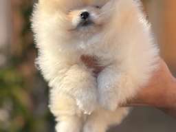 Pomeranac stenci 