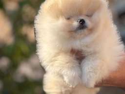 Pomeranac stenci 