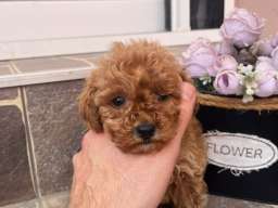 Toy Pudla prelepi &scaron;tenci