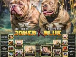 American Bully Ženka je stara 13 meseci, vrhunskog, izuzetnog porekla 