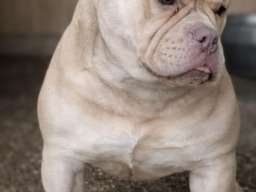 American Bully Ženka je stara 13 meseci, vrhunskog, izuzetnog porekla 