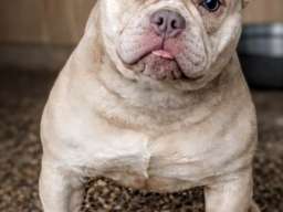 American Bully Ženka je stara 13 meseci, vrhunskog, izuzetnog porekla 