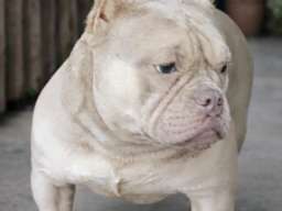 American Bully Ženka je stara 13 meseci, vrhunskog, izuzetnog porekla 