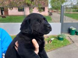 Prodajem tri muska steneta Labradora