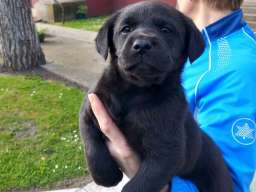 Prodajem tri muska steneta Labradora