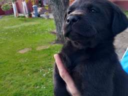Prodajem tri muska steneta Labradora