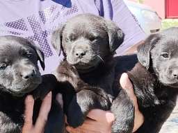 Prodajem tri muska steneta Labradora