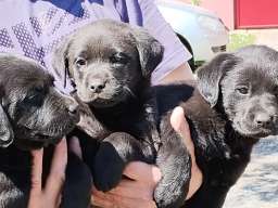 Prodajem tri muska steneta Labradora