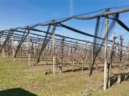 Voćnjak trešnje u punom rodu, 1.5 Ha, Srbobran