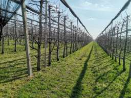 Voćnjak tre&scaron;nje u punom rodu, 1.5 Ha, Srbobran