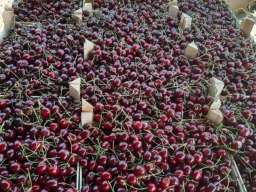 Voćnjak tre&scaron;nje u punom rodu, 1.5 Ha, Srbobran