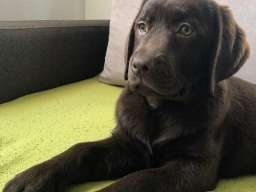 LABRADOR retriver, čokoladni štenci