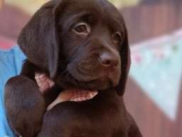 LABRADOR retriver, čokoladni &scaron;tenci