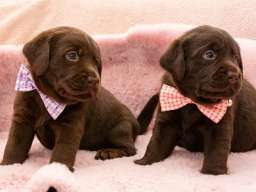 LABRADOR retriver, čokoladni &scaron;tenci