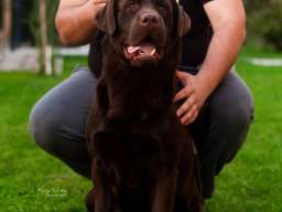LABRADOR retriver, čokoladni &scaron;tenci
