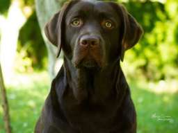 LABRADOR retriver, čokoladni &scaron;tenci