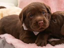 LABRADOR retriver, čokoladni &scaron;tenci