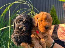 Pudle i maltipoo &scaron;tenci 