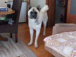 Američka akita, parenje