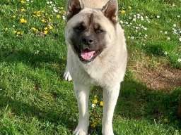 Američka akita, parenje