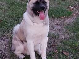 Američka akita, parenje
