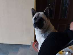 Američka akita, parenje