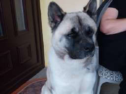 Američka akita, parenje