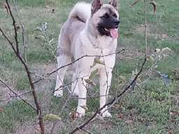 Američka akita, parenje