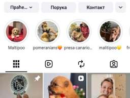 Crveni Cockapoo &scaron;tenci