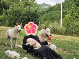 Beli &scaron;vajcarski ovčar prelepi &scaron;tenci
