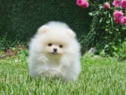 Pomeranac BOO medvedići, Pomeranski Špic štenci