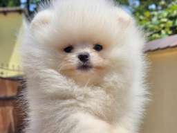Pomeranac BOO medvedići, Pomeranski &Scaron;pic &scaron;tenci