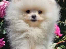 Pomeranac BOO medvedići, Pomeranski &Scaron;pic &scaron;tenci