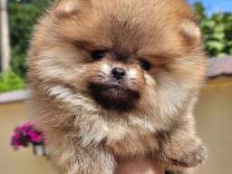Pomeranac BOO medvedići, Pomeranski &Scaron;pic &scaron;tenci