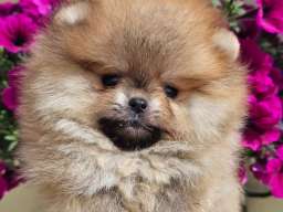 Pomeranac BOO medvedići, Pomeranski &Scaron;pic &scaron;tenci