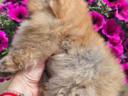 Pomeranac BOO medvedići, Pomeranski &Scaron;pic &scaron;tenci