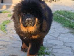 Tibetski mastif, &scaron;tenci