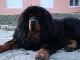 Tibetski mastif, &scaron;tenci