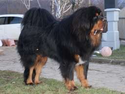 Tibetski mastif, &scaron;tenci